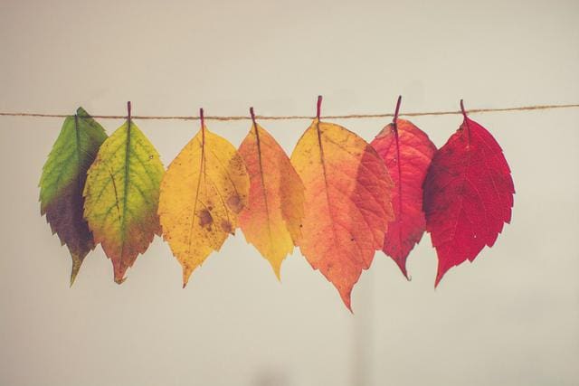 Eight leaves in a row, hanging on a string, showing a gradient from green to red.