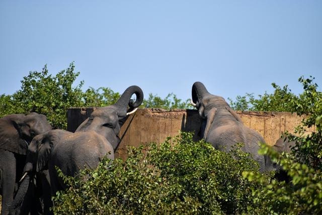 Two elephants reach over a wall with their trunks among dense green bushes under a clear blue sky.