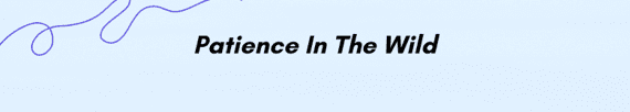 Text that reads "Patience In The Wild" on a light blue background with a purple line in the top corner.