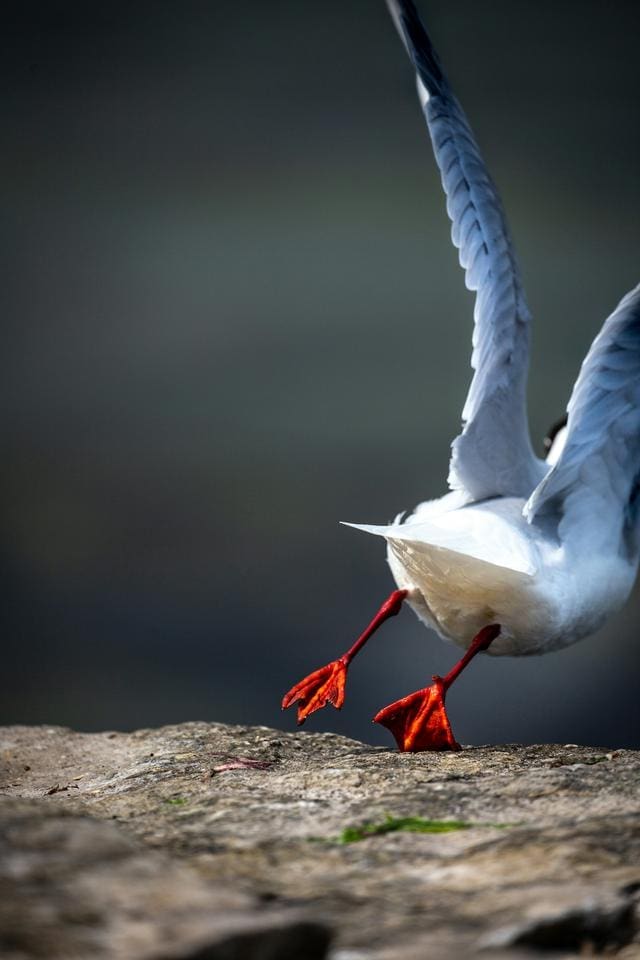 Seagull taking off from a rocky surface, with wings spread and red webbed feet visible.