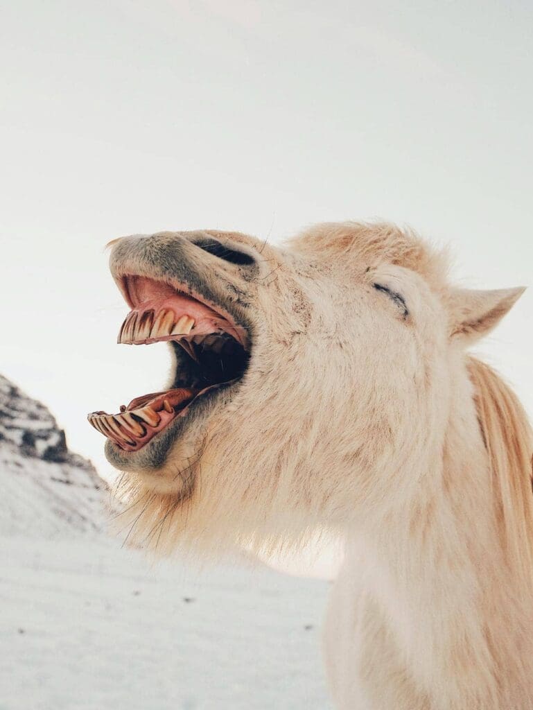 A horse is standing in a snowy landscape with its mouth open wide.