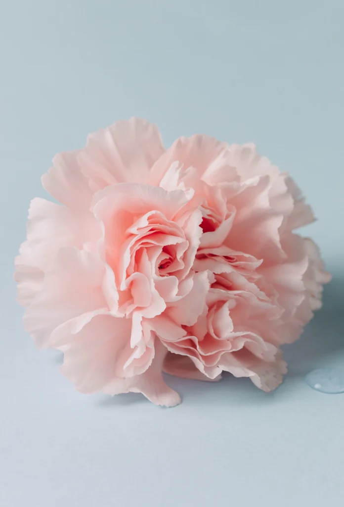 A close-up of a single light pink carnation flower with ruffled petals against a pale blue background.