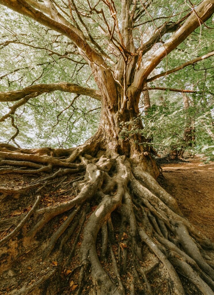 Large tree with an extensive system of exposed roots spreading across the ground, surrounded by dense green foliage.